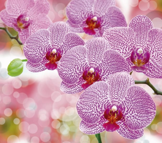 Fototapeta Wunderschöne lila Orchideen