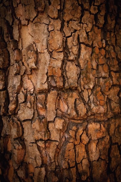 Fototapeta Baumrinde