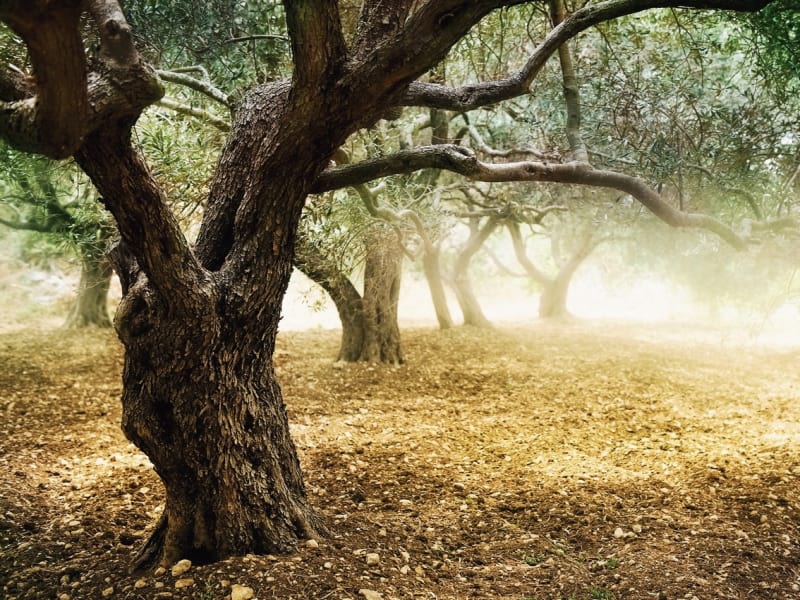 Fototapeta Ein großer Baum