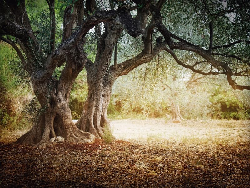 Fototapeta Olivenbaum