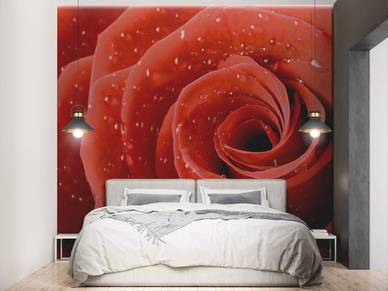 Fototapeta Wassertropfen auf einer Rose we wnętrzu sypialni