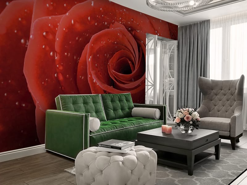 Fototapeta Wassertropfen auf einer Rose we wnętrzu salonu