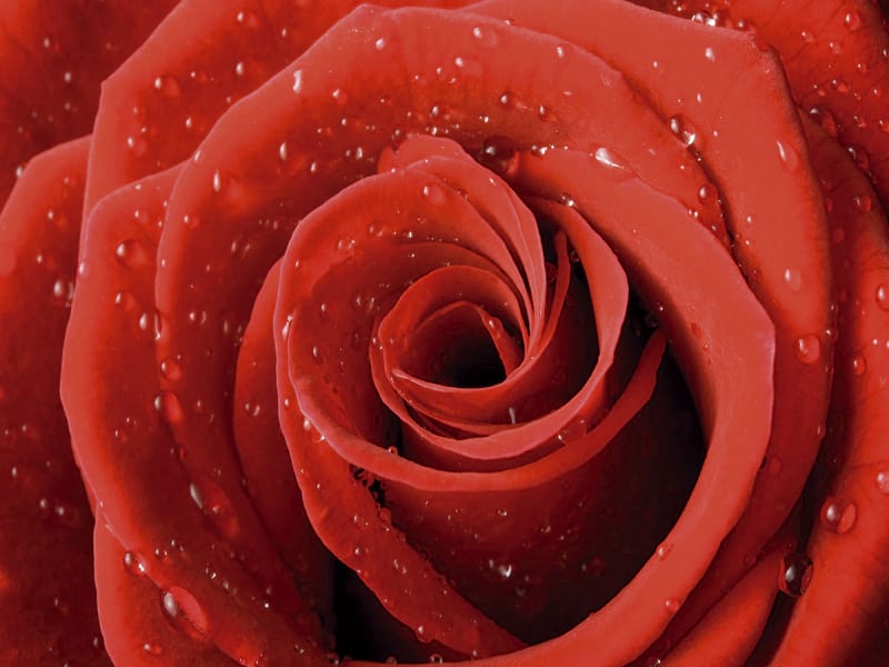 Fototapeta Wassertropfen auf einer Rose