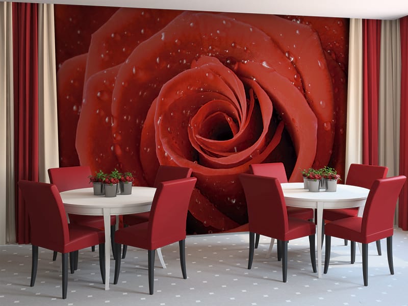 Fototapeta Wassertropfen auf einer Rose we wnętrzu kawiarni