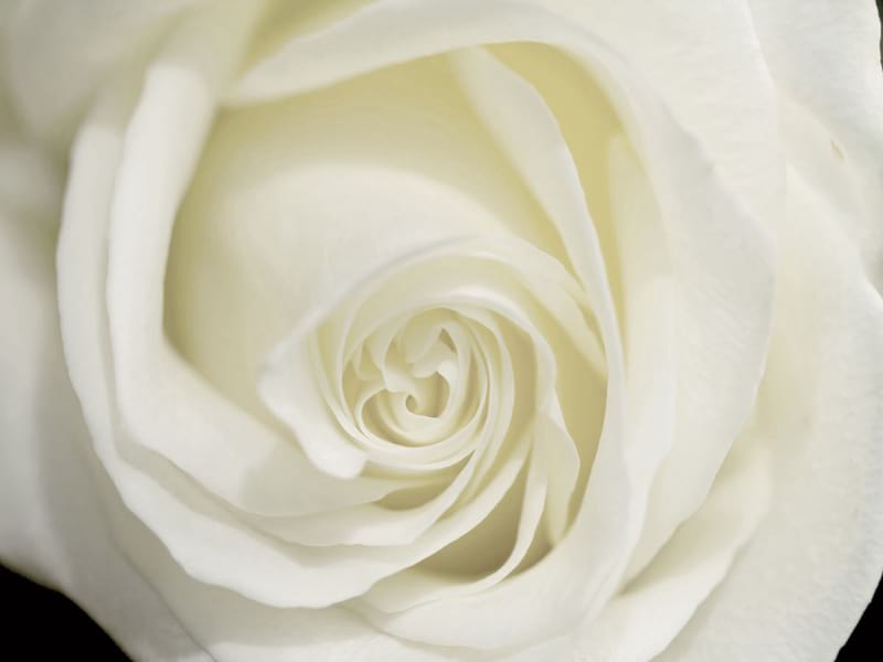 Fototapeta Wunderschöne weiße Rose