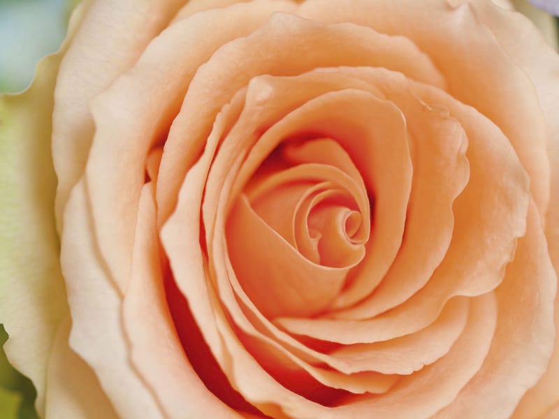 Fototapeta Pfirsichrose