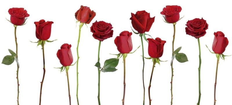 Fototapeta Große Rosen