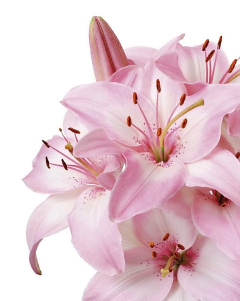 Fototapeta Rosa Lilien