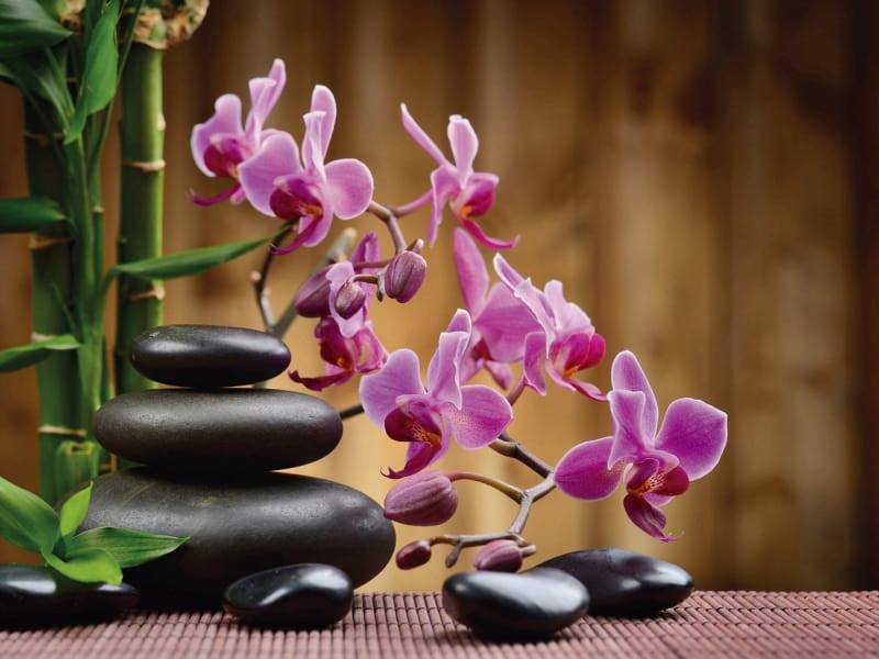 Fototapeta Lila Orchidee und Bambus