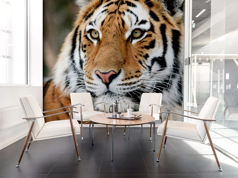 Fototapeta Sibirischer Tiger we wnętrzu biura