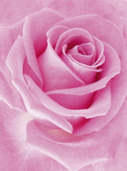 Fototapeta Pinke Rose