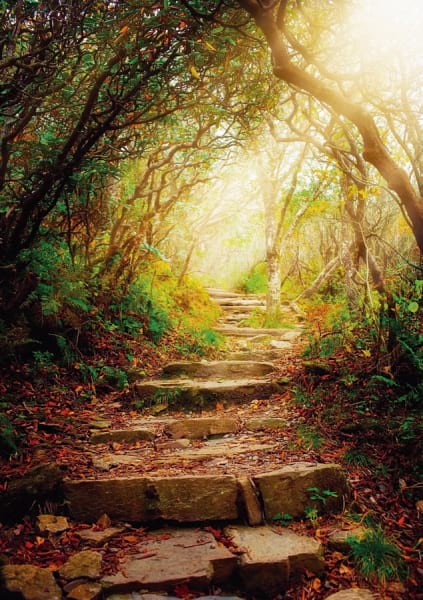 Fototapeta Treppe im Wald