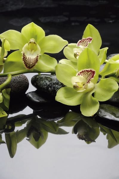 Fototapeta Grüne Orchidee im Wasser