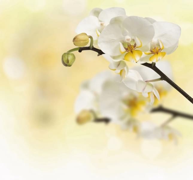 Fototapeta Anmutige weiße Orchidee