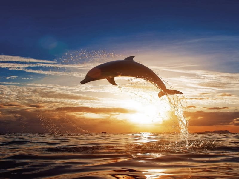 Fototapeta Wunderschöner Delphin