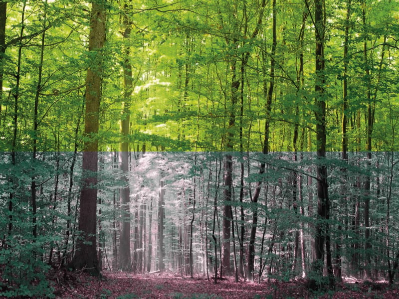 Fototapeta Naturwald