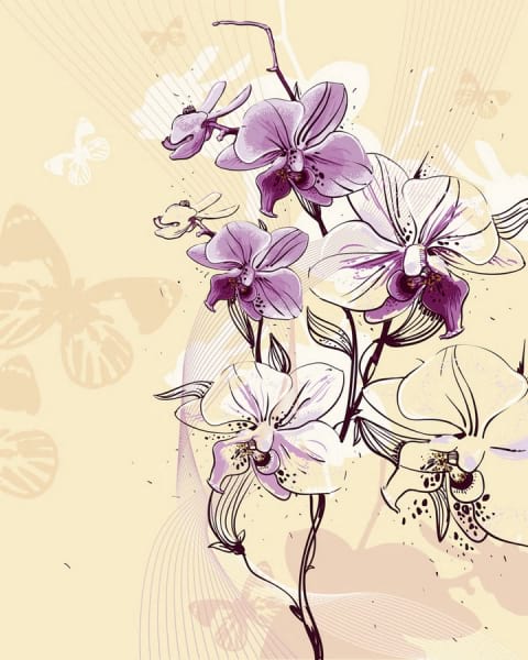 Fototapeta Lila Orchideenzeichnung