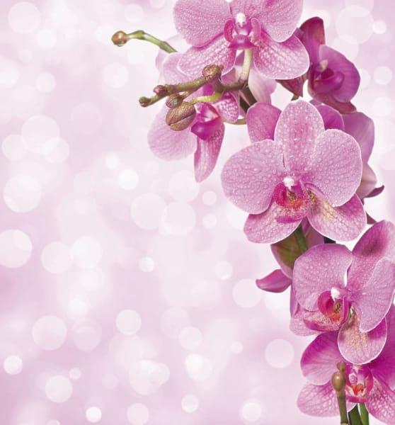 Fototapeta Strahlend rosa Orchidee