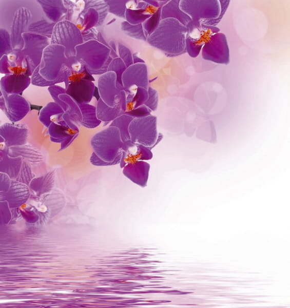 Fototapeta Lila Orchideen über Wasser