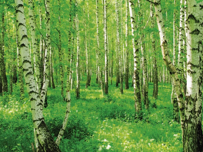 Fototapeta Schlanke Birken