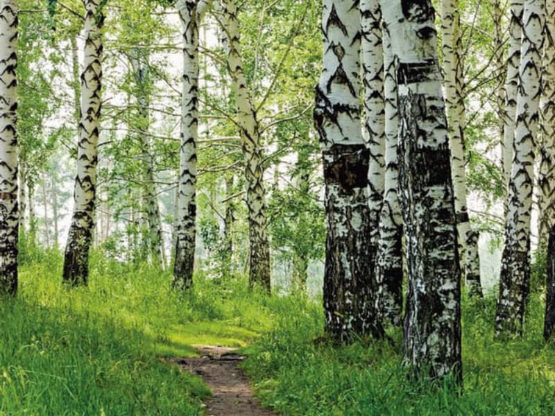 Fototapeta Weg in einem Birkenhain