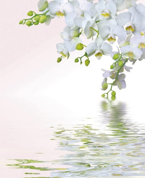 Fototapeta Orchideenreflexion im Wasser