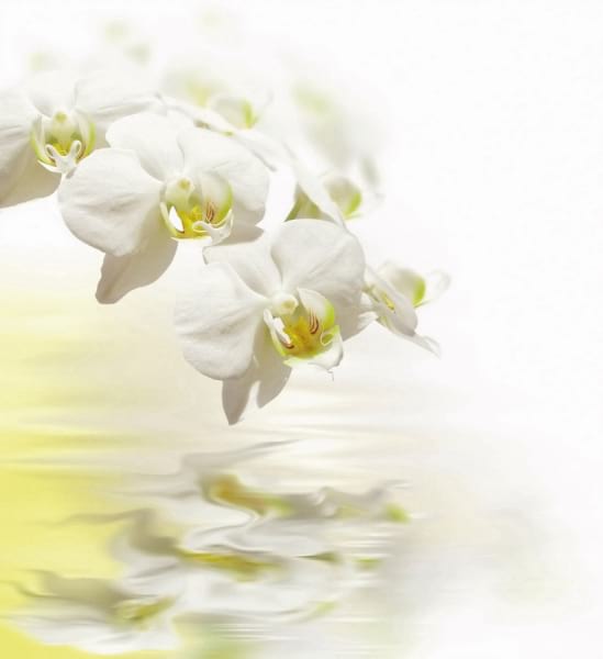Fototapeta Helle Orchidee