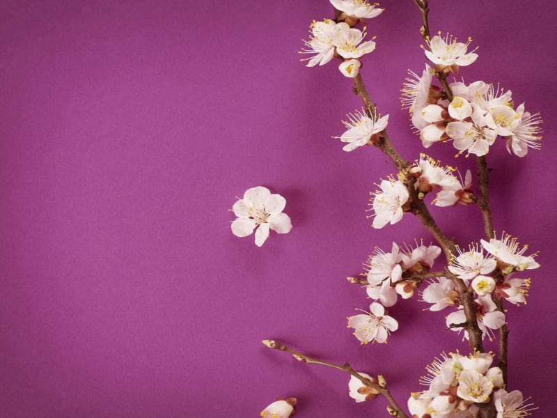 Fototapeta Blumen auf purpurrotem Hintergrund