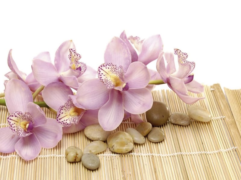 Fototapeta Bezaubernde rosa Orchidee