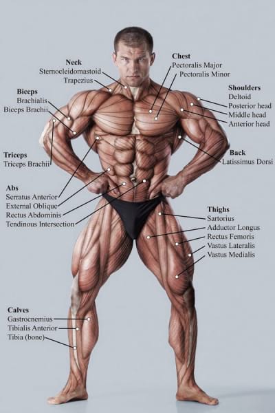 Fototapeta Bodybuilder-Muskeln