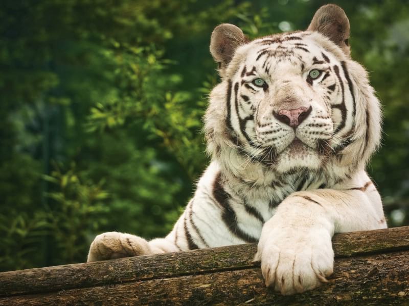 Fototapeta Schöner weißer Tiger