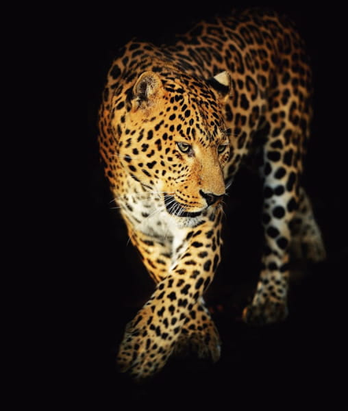 Fototapeta Leopard auf schwarzem Hintergrund
