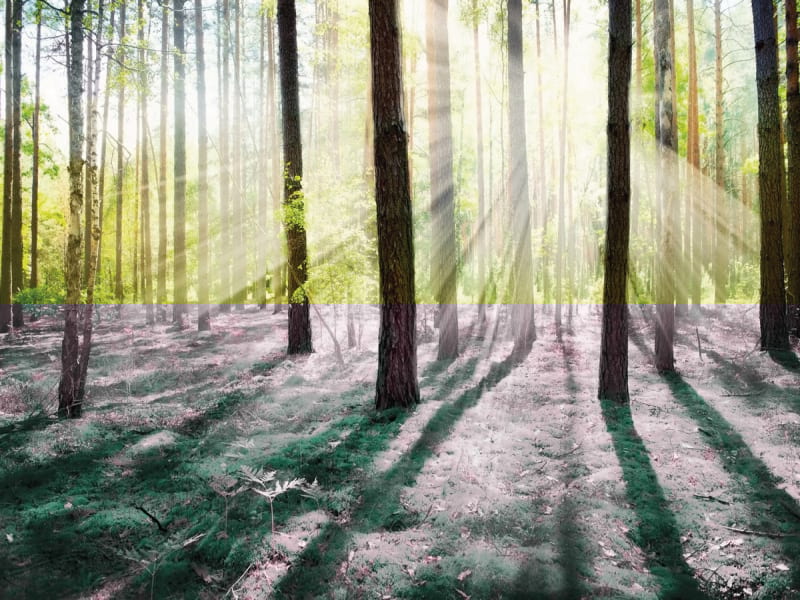 Fototapeta Morgen in einem Kiefernwald