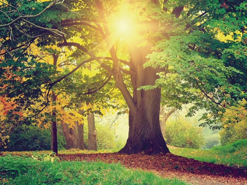 Fototapeta Alter Baum