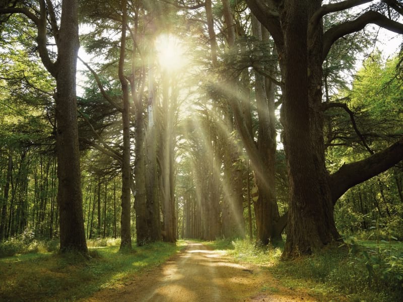 Fototapeta Heller Wald