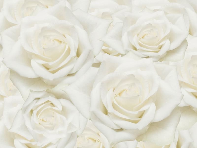 Fototapeta Wunderschöne weiße Rosen