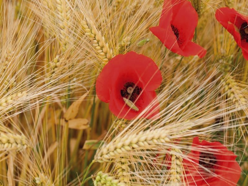 Fototapeta Mohn und Ähren