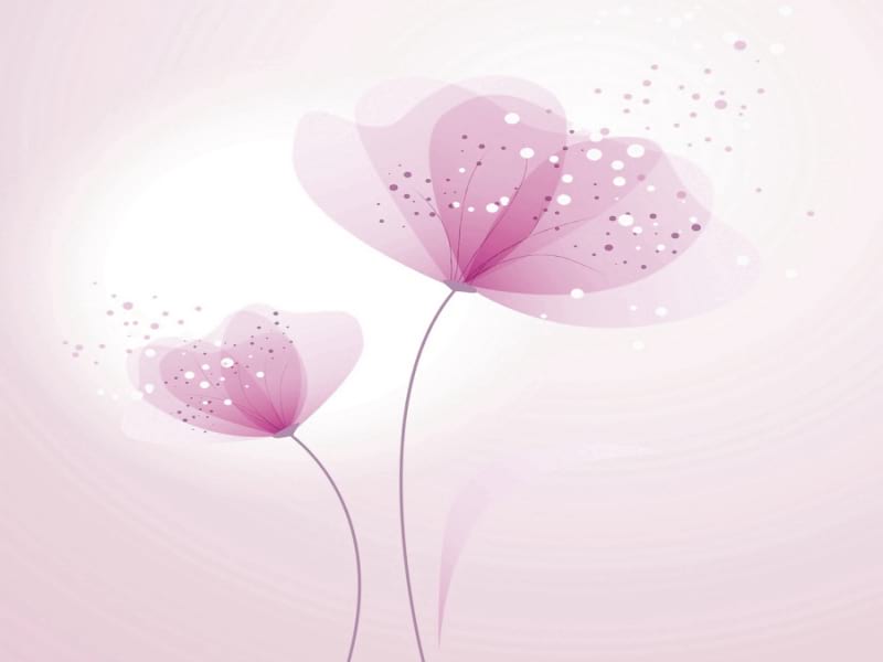 Fototapeta Staubige rosa Blüten