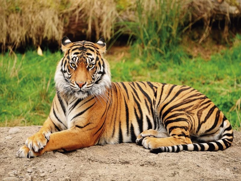 Fototapeta Ussurischer Tiger