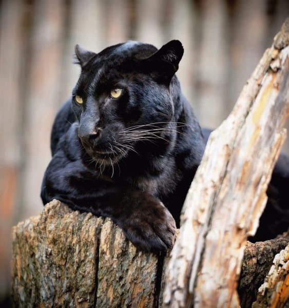 Fototapeta Panther