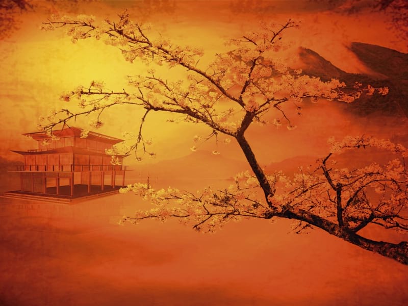 Fototapeta Blühender Baum bei Sonnenuntergang