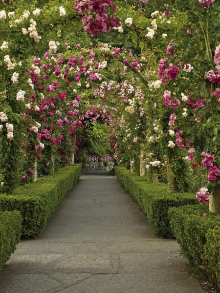 Fototapeta Bogenblumen