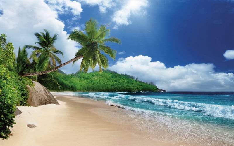 Fototapeta Palmen an einem sonnigen Strand