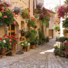 Miniatura fototapety Blumenstraße