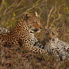 Miniatura fototapety Leopardenjunges und Mutter