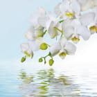 Miniatura fototapety Weiße Orchideen über Wasser
