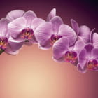 Miniatura fototapety Volumetrische lila Orchidee