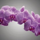 Miniatura fototapety Orchidee auf grauem Hintergrund