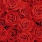 Miniatura fototapety Rote Rosen