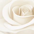 Miniatura fototapety Weiße Rosenknospe